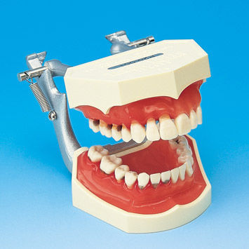 Modello anatomico di dentatura - PE-PER005 - Nissin Dental Products Inc.   - gengivale / di costola / per parodonzia