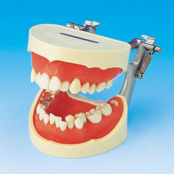 Modello anatomico di dentatura - PE-STP001 - Nissin Dental Products Inc.   - per igiene dentale / didattico / articolato