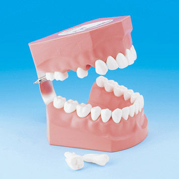 Modello anatomico di dentatura - PE-STP002 - Nissin Dental Products Inc.   - per igiene dentale / ad uso didattico / di adulto