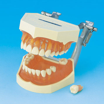 Modello anatomico di dentatura - PE-ANA001 - Nissin Dental Products Inc.   - gengivale / didattico / in silicone