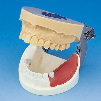 Modello anatomico di dentatura - IMP1001-UL-SP-FEM - Nissin Dental Products Inc.   - osseo / di mandibola / di mandibola