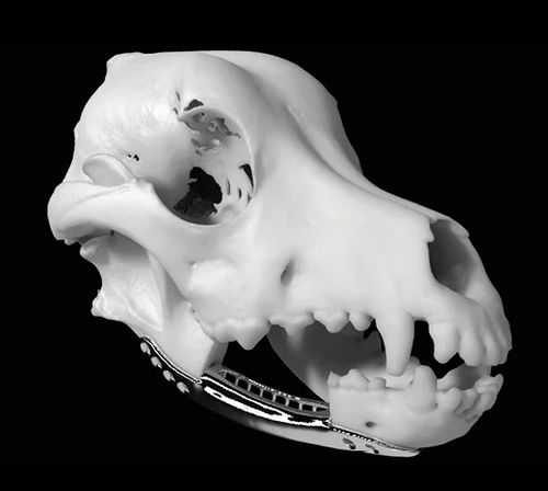 Modello anatomico di testa - ProModel™ - Planmeca - per chirurgia / veterinario / bianco