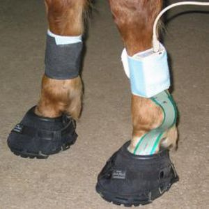 Sistema di analisi marcia - Hoof™ - Tekscan - veterinario
