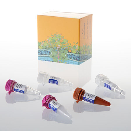Reagente Taq polimerasi - GoTaq® Probe - Promega France - da ricerca / per acidi nucleici / per qPCR