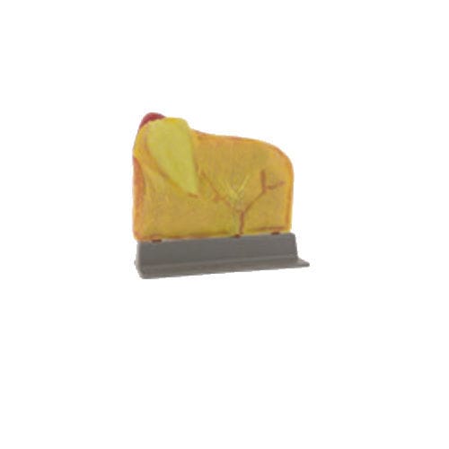 Modello anatomico di vescicola biliare - LTT01 - Applied Medical - per chirurgia / ad uso didattico / per laparascopia