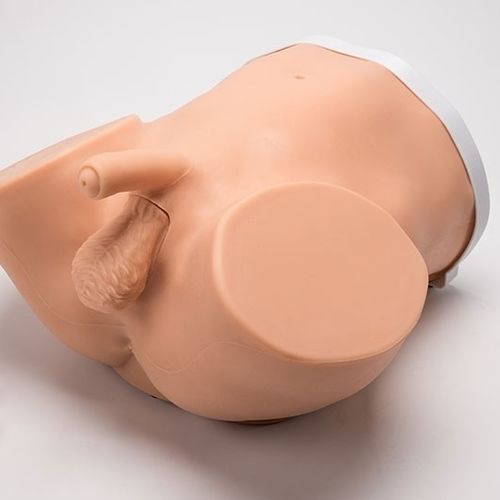 Simulatore per cataterismo - Advanced ZACK™ S230.200 - Gaumard - di palpazione / di palpazione prostatica / di vasectomia