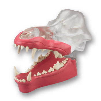 Modello anatomico di dentatura - DGDG - Columbia Dentoform® - gengivale / ad uso didattico / canino