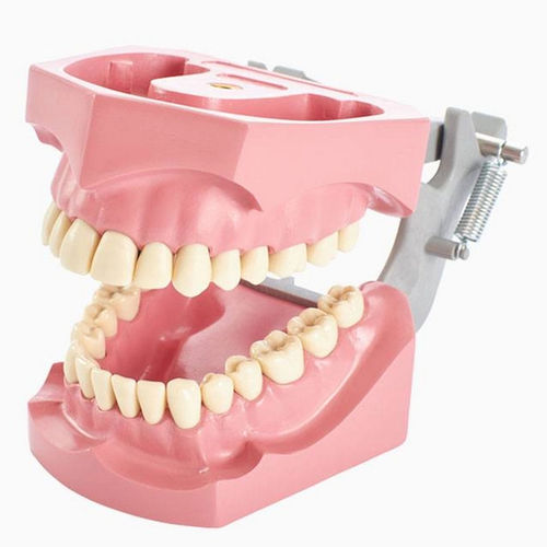 Modello anatomico gengivale - 860 series - Columbia Dentoform® - di dentatura / ad uso didattico / articolato