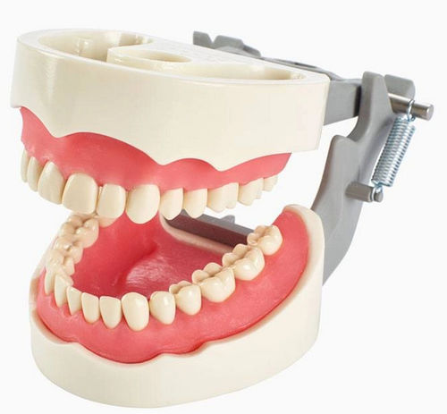 Modello anatomico di dentatura - 1560 series  - Columbia Dentoform® - gengivale / ad uso didattico / articolato