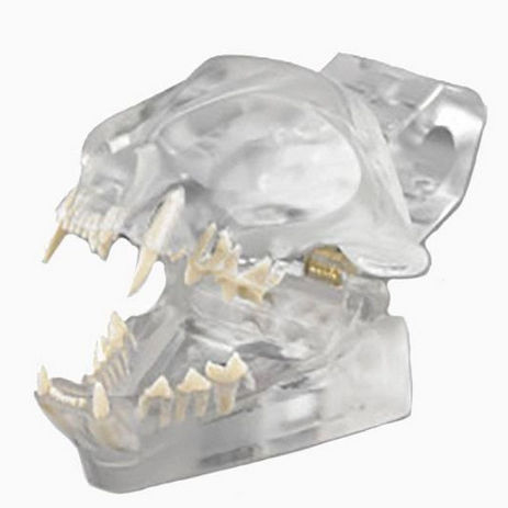 Modello anatomico di dentatura - CTD - Columbia Dentoform® - ad uso didattico / canino / articolato