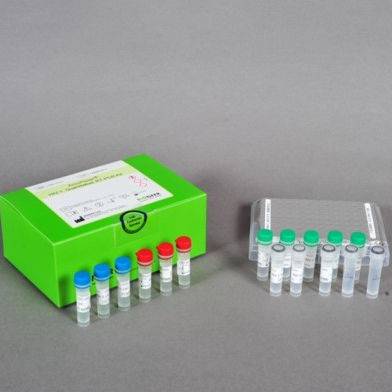 Kit di test dell'epatite C - AccuPower® - Bioneer Corporation - per malattie infettive / HCV / clinico