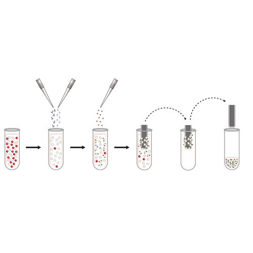 Kit di reagenti a biglie magnetiche - T-Cell Select™ - Oxford Immunotec Ltd. - per preparazione di campioni / di campioni di sangue / del Mycobacterium tuberculosis