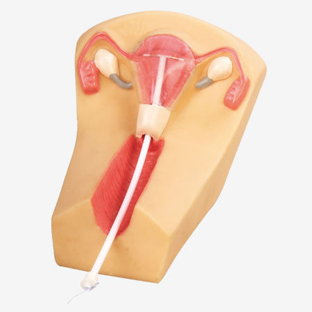 Simulatore per inserzione di DIU - GD/F5N - Shanghai Honglian Medical Instrument - femminile