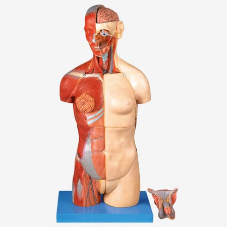 Modello anatomico muscolare - GD/A10003 - Shanghai Honglian Medical Instrument - tronco / ad uso didattico / bisessuato