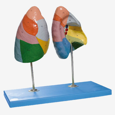 Modello anatomico di polmone - GD/A13010 - Shanghai Honglian Medical Instrument - ad uso didattico