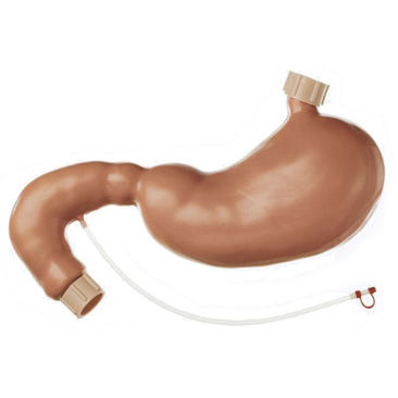 Modello anatomico di stomaco - CLA 4/1 - Coburger Lehrmittelanstalt - ad uso didattico / per endoscopia / in plastica