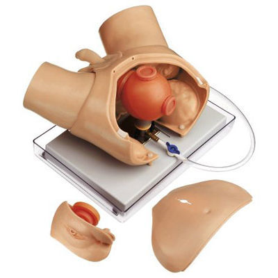 Simulatore di paziente di drenaggio - CLA 6/4 - Coburger Lehrmittelanstalt - per cure urologiche / in plastica