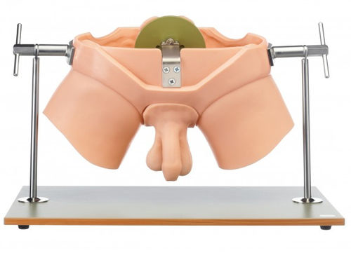 Manichino didattico per cure urologiche - CLA 6 - Coburger Lehrmittelanstalt - di palpazione / maschile / di pelvi