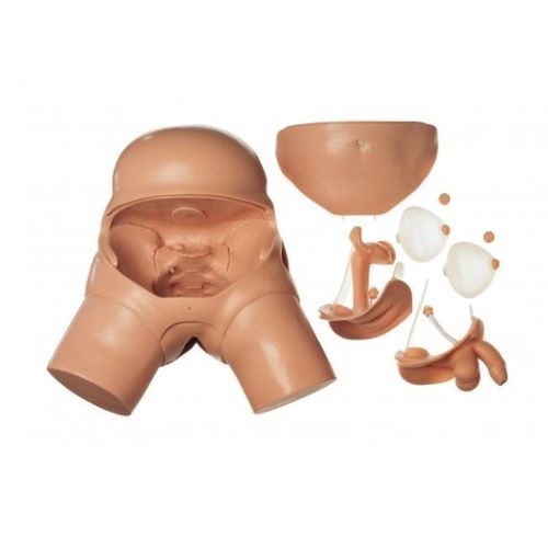 Manichino didattico per assistenza generale - CLA 7 - Coburger Lehrmittelanstalt - femminile / maschile / di pelvi