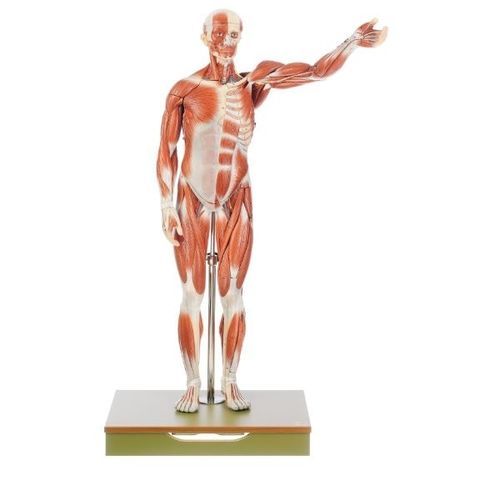 Modello anatomico di muscolo - AS 1 - Coburger Lehrmittelanstalt - di corpo intero / ad uso didattico