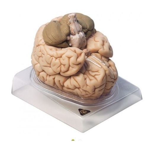 Modello anatomico di cervello - BS 20 - Coburger Lehrmittelanstalt - di cervelletto / ad uso didattico