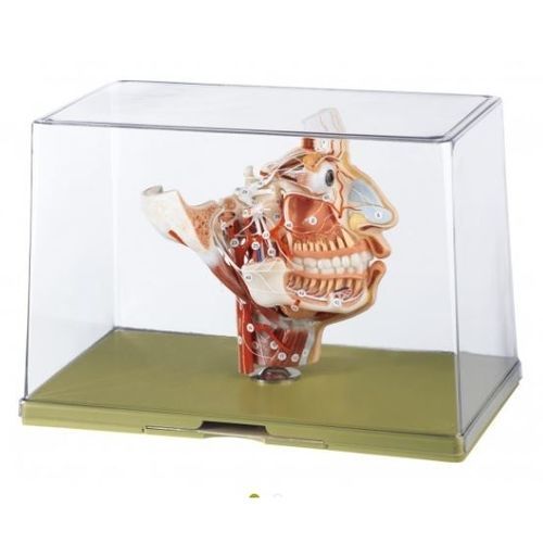Modello anatomico facciale - BS 16 - Coburger Lehrmittelanstalt - di nervo / di lingua / trasparente