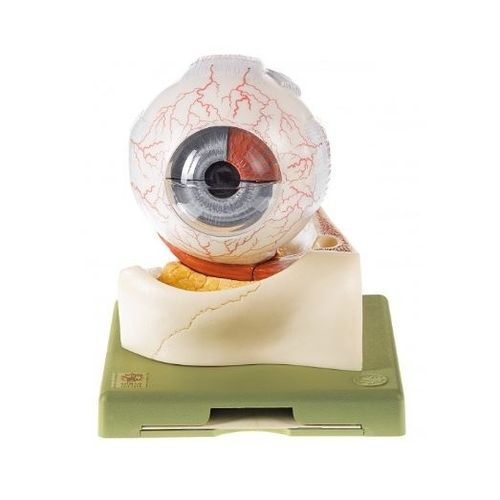 Modello anatomico di occhio - CS 1 - Coburger Lehrmittelanstalt - didattico