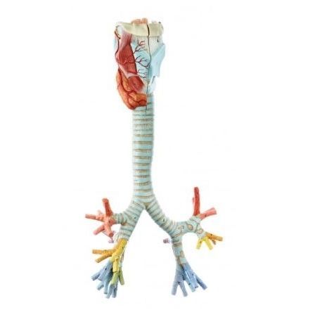 Modello anatomico di laringe - GS 4/1 - Coburger Lehrmittelanstalt - bronchiale / di trachea / tiroide