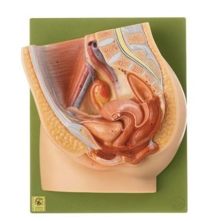 Modello anatomico di retto - MS 1 - Coburger Lehrmittelanstalt - vescica / didattico / femminile