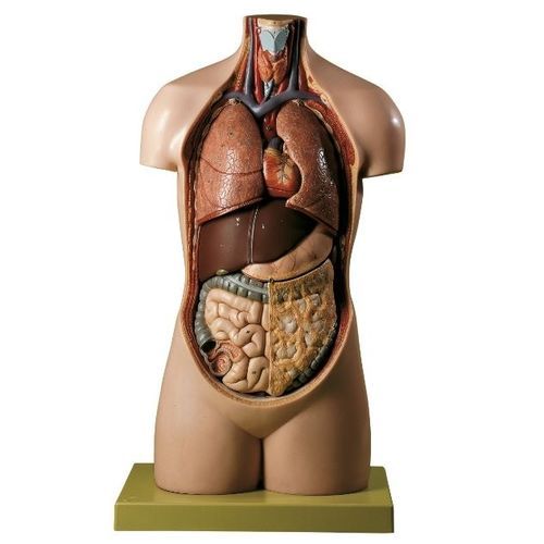 Modello anatomico tronco - AS 11/E - Coburger Lehrmittelanstalt - didattico