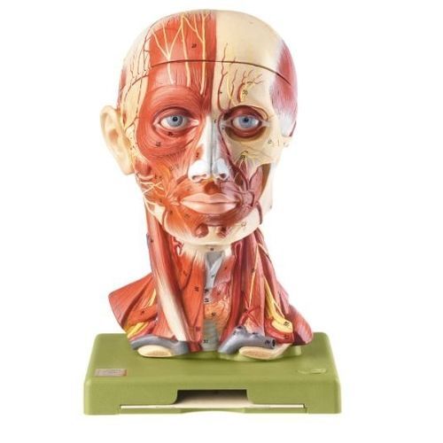 Modello anatomico di testa - BS 18 - Coburger Lehrmittelanstalt - di cervello / didattico