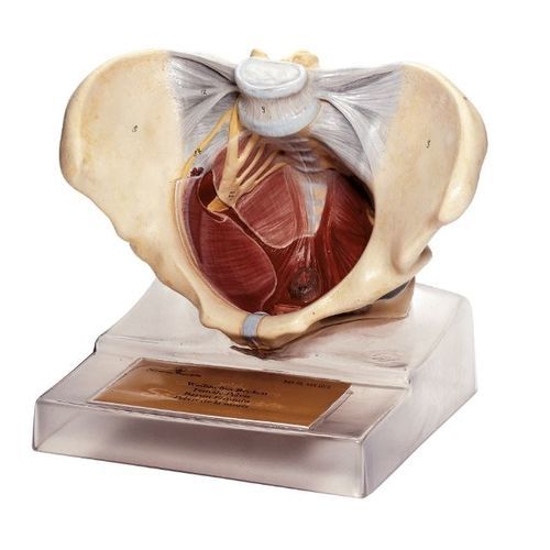 Modello anatomico di pavimento pelvico - MS 10 - Coburger Lehrmittelanstalt - didattico / trasparente