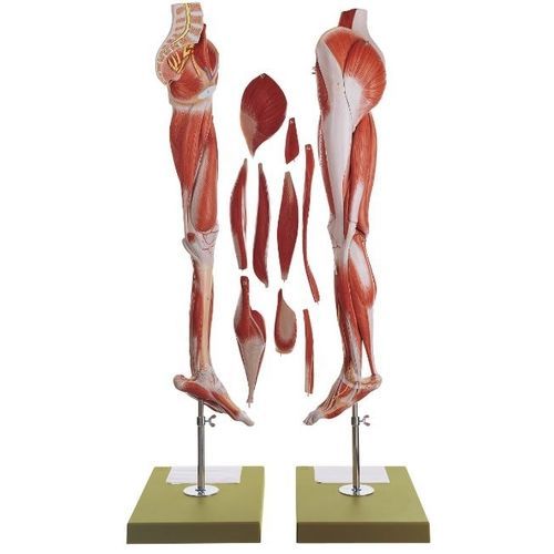 Modello anatomico di gluteo - NS 10 - Coburger Lehrmittelanstalt - di gamba / di femore / di muscolo