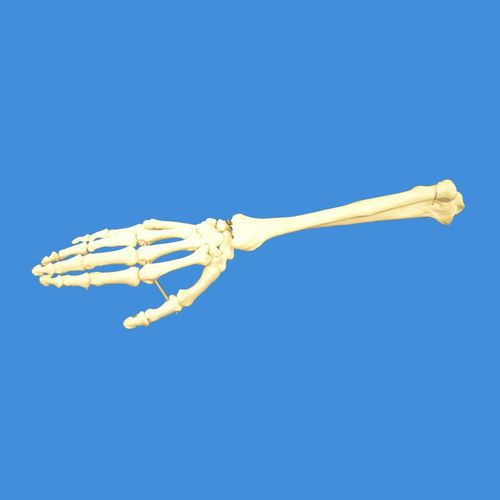 Modello anatomico di mano - Wellden International Inc. - di scheletro / di radio / di polsi