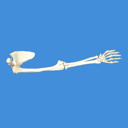 Modello anatomico di scheletro - Wellden International Inc. - di articolazione / di mano / di spalla