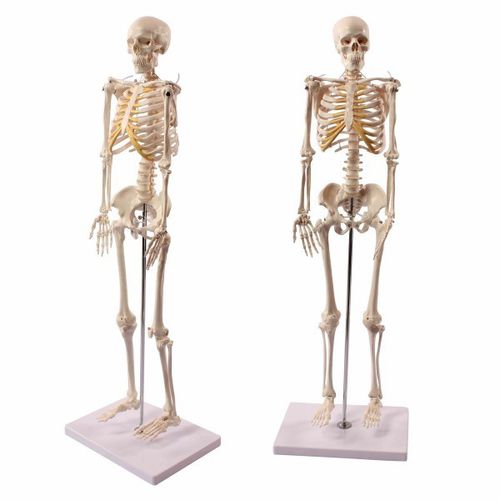Modello anatomico di scheletro - Wellden International Inc. - di corpo intero / ad uso didattico / di adulto
