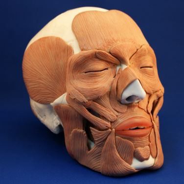 Modello anatomico di cranio - Wellden International Inc. - facciale / ad uso didattico / con muscolatura