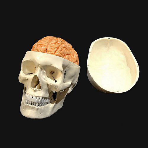 Modello anatomico di cranio - Wellden International Inc. - di testa / di cervello / ad uso didattico
