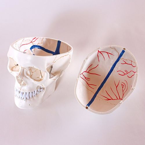 Modello anatomico di cranio - Wellden International Inc. - di testa / ad uso didattico / con vasi sanguigni