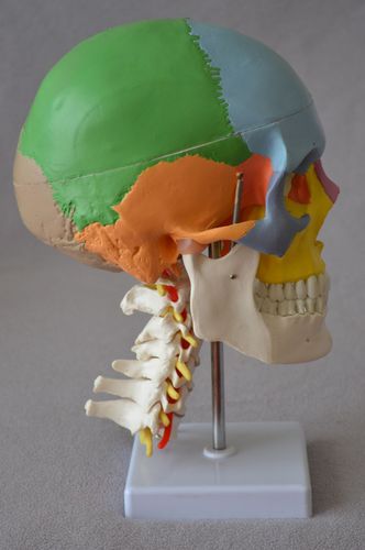 Modello anatomico di cranio - Wellden International Inc. - di arteria / di testa / colonna vertebrale cervicale
