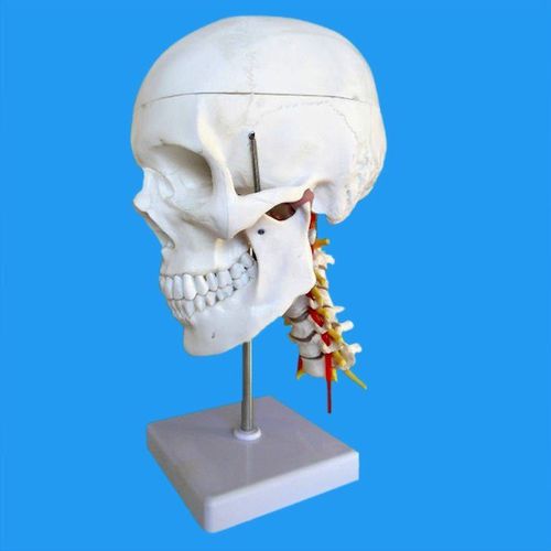Modello anatomico di cranio - Wellden International Inc. - di arteria basilare / colonna vertebrale cervicale / di denti