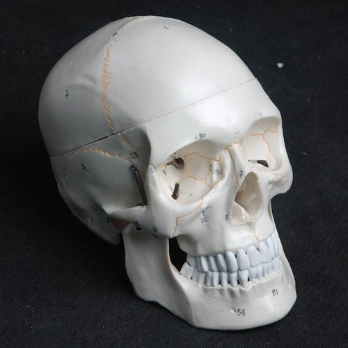 Modello anatomico di cranio - Wellden International Inc. - di testa / di denti / ad uso didattico