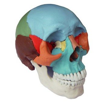 Modello anatomico di cranio - Wellden International Inc. - ad uso didattico / disarticolato