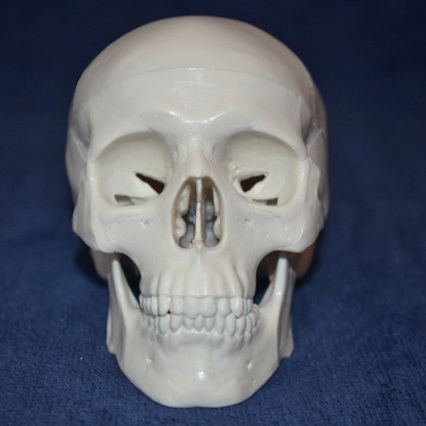 Modello anatomico di cranio - Wellden International Inc. - ad uso didattico / in plastica / bianco