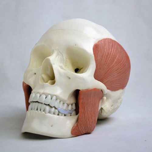 Modello anatomico di cranio - Wellden International Inc. - di testa / ad uso didattico / con muscolatura