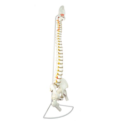 Modello anatomico di colonna vertebrale - Wellden International Inc. - ad uso didattico / con nervi / bianco