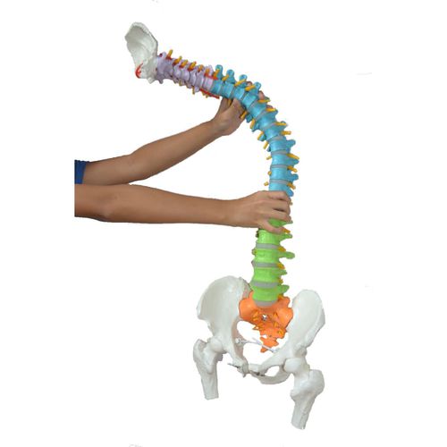 Modello anatomico di colonna vertebrale - Wellden International Inc. - di bacino / ad uso didattico / con nervi