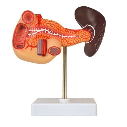 Modello anatomico di duodeno - Wellden International Inc. - di pancreas / di milza / ad uso didattico