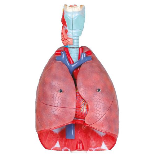 Modello anatomico di cuore - Wellden International Inc. - di esofago / di apparato respiratorio / ad uso didattico