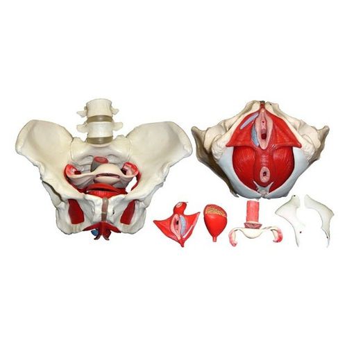 Modello anatomico di bacino - Wellden International Inc. - ginecologico / ad uso didattico / femminile